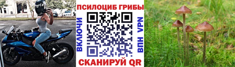 Галлюциногенные грибы Cubensis  кракен ссылки  Кологрив 